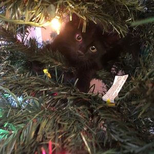 Meet your Posher, Diana